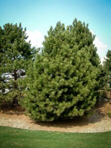 Сосна Чёрная (Pinus Nigra) купить по цене от 270.00р. в интернет-магазине «Посадика» с доставкой почтой в в Керчье и по всей России – [изображение №1].