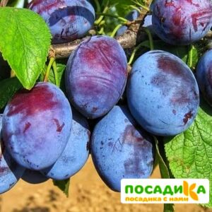 Слива Чачакская ранняя купить по цене от 229.00р. в интернет-магазине «Посадика» с доставкой почтой в в Керчье и по всей России – [изображение №1].