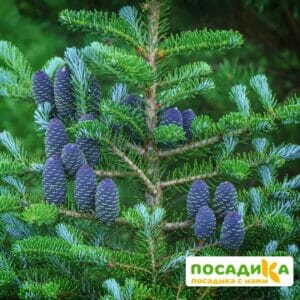 Пихта корейская (Abies koreana) купить по цене от 450.00р. в интернет-магазине «Посадика» с доставкой почтой в в Керчье и по всей России – [изображение №1].