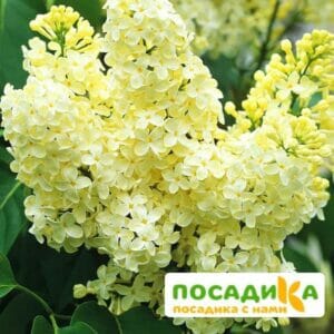 Сирень Примроуз (Primrose) купить по цене от 529.00р. в интернет-магазине «Посадика» с доставкой почтой в в Керчье и по всей России – [изображение №1].