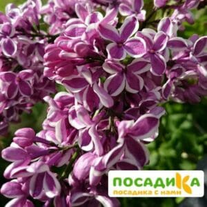 Сирень Сенсация купить по цене от 529.00р. в интернет-магазине «Посадика» с доставкой почтой в в Керчье и по всей России – [изображение №1].