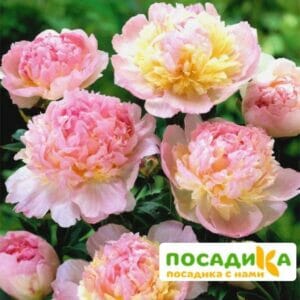 Пион Распберри Сандей (Paeonia Raspberry Sundae) купить по цене от 959р. в интернет-магазине «Посадика» с доставкой почтой в в Керчье и по всей России – [изображение №1].