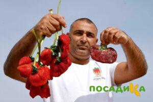 Клубника Гигант Джорнея купить по цене от 266р. в интернет-магазине «Посадика» с доставкой почтой в в Керчье и по всей России – [изображение №1].
