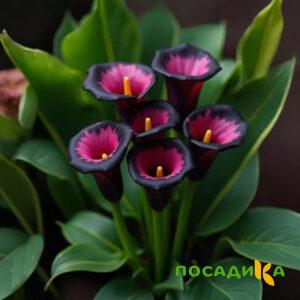 Калла Аура Лейс купить по цене от 400р. в интернет-магазине «Посадика» с доставкой почтой в в Керчье и по всей России – [изображение №1].