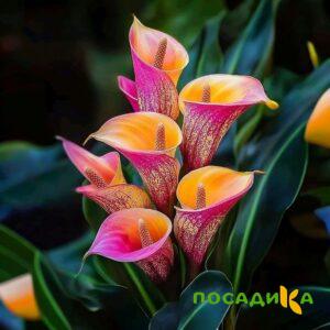 Калла Оникс купить по цене от 450р. в интернет-магазине «Посадика» с доставкой почтой в в Керчье и по всей России – [изображение №1].