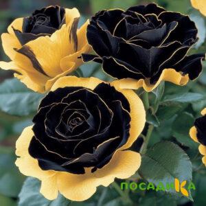 Роза Ханни Сикл купить по цене от 700р. в интернет-магазине «Посадика» с доставкой почтой в в Керчье и по всей России – [изображение №1].