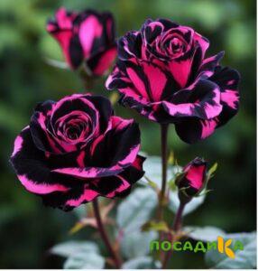 Роза Багровый Шепот купить по цене от 366р. в интернет-магазине «Посадика» с доставкой почтой в в Керчье и по всей России – [изображение №1].