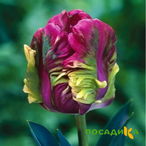 Тюльпан Экзотик Хэвен купить по цене от 186р. в интернет-магазине «Посадика» с доставкой почтой в в Керчье и по всей России – [изображение №1].