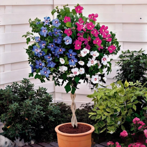 Гибискус-Дерево Триколор купить по цене от 289р. в интернет-магазине «Посадика» с доставкой почтой в в Керчье и по всей России – [изображение №1].