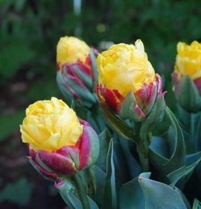 Тюльпан Айс Крим Банана купить по цене от 360р. в интернет-магазине «Посадика» с доставкой почтой в в Керчье и по всей России – [изображение №1].