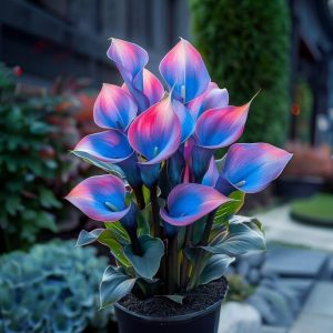 Калла Импрессия купить по цене от 590р. в интернет-магазине «Посадика» с доставкой почтой в в Керчье и по всей России – [изображение №1].