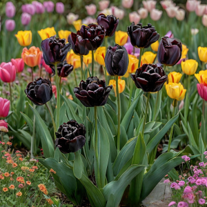 Тюльпан махровый Рейдинс Дарк купить по цене от 230р. в интернет-магазине «Посадика» с доставкой почтой в в Керчье и по всей России – [изображение №1].
