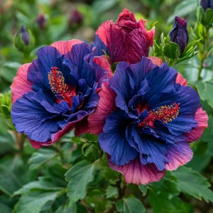 Гибискус Роуз Шайн купить по цене от 360р. в интернет-магазине «Посадика» с доставкой почтой в в Керчье и по всей России – [изображение №1].