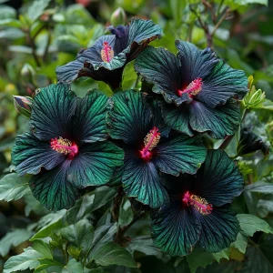 Гибискус Пикок Плюм купить по цене от 490р. в интернет-магазине «Посадика» с доставкой почтой в в Керчье и по всей России – [изображение №1].