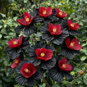 Гибискус Ройял Афеа купить по цене от 460р. в интернет-магазине «Посадика» с доставкой почтой в в Керчье и по всей России – [изображение №1].