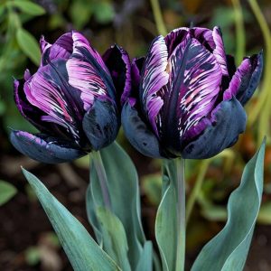 Тюльпан Блэк Каньон купить по цене от 305р. в интернет-магазине «Посадика» с доставкой почтой в в Керчье и по всей России – [изображение №1].