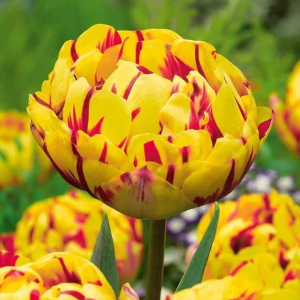 Тюльпан махровый Голден Ницц купить по цене от 361р. в интернет-магазине «Посадика» с доставкой почтой в в Керчье и по всей России – [изображение №1].