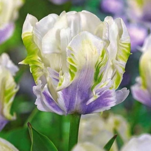 Тюльпан Уайт Лизарт купить по цене от 360р. в интернет-магазине «Посадика» с доставкой почтой в в Керчье и по всей России – [изображение №1].